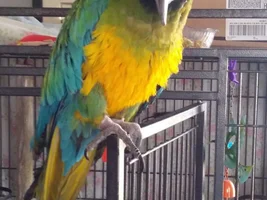 Macaw picky eaters