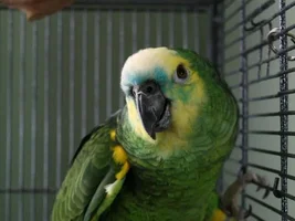 Pictures of Reggie and update