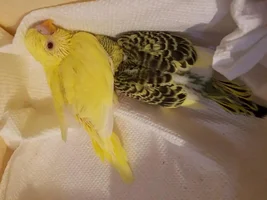 Farm Flock: follow along with *all* the birds in our flock