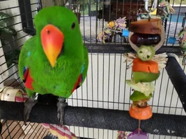 Moses was not well for 2 days, he was lethargic and his beak was unusually rough. Any recommendations for cuttle bone in the cage?