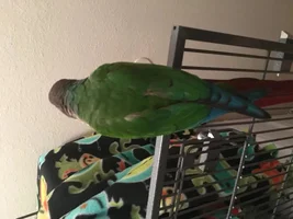Plumage question