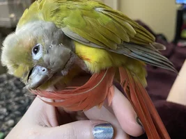 Strange behaviour green cheek conure