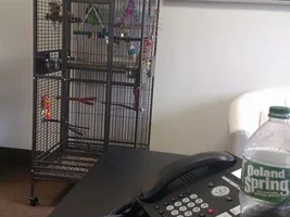 First two days of bringing Bowie to work!!
