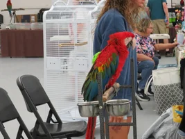 Central Indiana Caged Bird Club 8/9/26