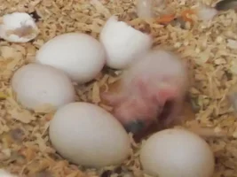 Caique babies - 2 and 1 day old