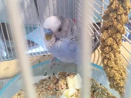 Sick budgie