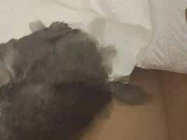 Injured dove fledgling