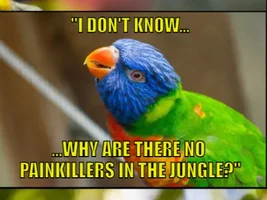 The best Bird meme!!