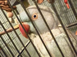 not my bird, feather plucking? not sure how to help from afar