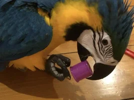 Poe says hello