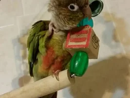 Molt or Not?