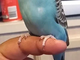 Meet the newest member of our flock...