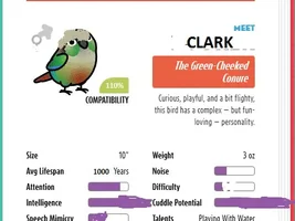 Newbie, which bird should i get?