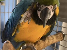 Macaw foot peeling