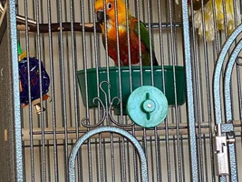 Kiwi the Jenday Conure’s thread!! 🤡