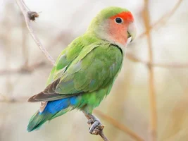 Looking for Specific Naturally Molted Budgie Feathers for Crafting