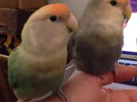 Help Me Find a New Lovebird Hanging Cage