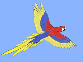 Drawing birds