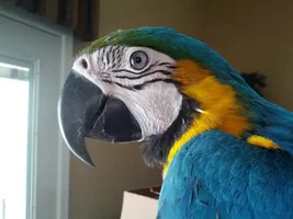 New to the forums, seeking help for first-time screaming macaw