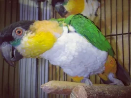 Il caicco