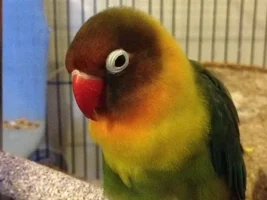 Introducing the birds
