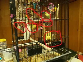 6 birds 3 species hangin out.