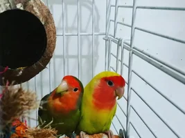 Breeding lovebirds