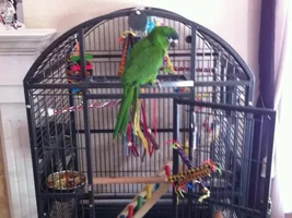 Pictures of Kiwi!