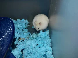 My baby dwarf hamster and her DIY cage.