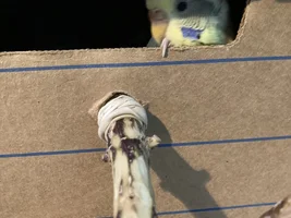 Two Conures Suddenly Start Mating??