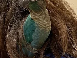 Feathers seem off, molting? regular cycle?