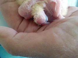 Meet the Babies