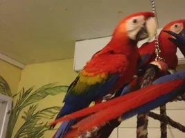 What are your tips for a first time macaw owner?