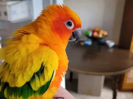 Biting Conure