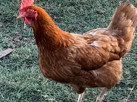 Chickens! Can you guys tell me what kinds they are?