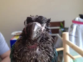 Bump between eye and beak?