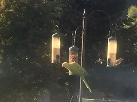 Can any on identify this parrot