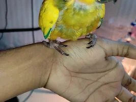 Sun conure baby suggestion