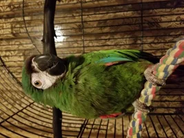 New Macaw