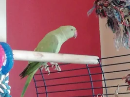 Is my kiwi molting and about her beak