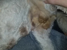 our dog is yellow (vent)