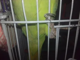 Indian Female neckback parrot