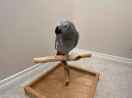 3 Years African Grey