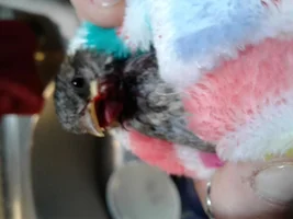 Help please with baby mockingbird