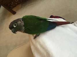 Green cheek conure or maroon bellied conure?