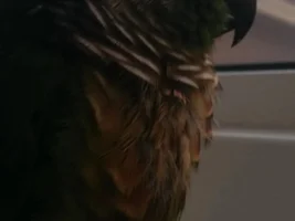 please help-conure plucking feathers