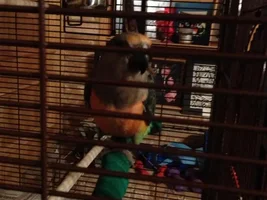 Phoenix (my little red belly) is whistling!