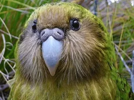 Cute parrot pics you found on Internet