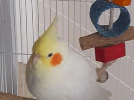 The Xanderbird Scrapbook, 2020 - Updates