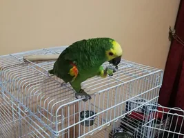 Difference between blue fronted Amazon and yellow crown